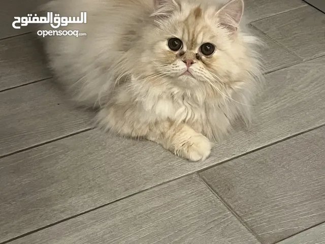 قطط للتبني