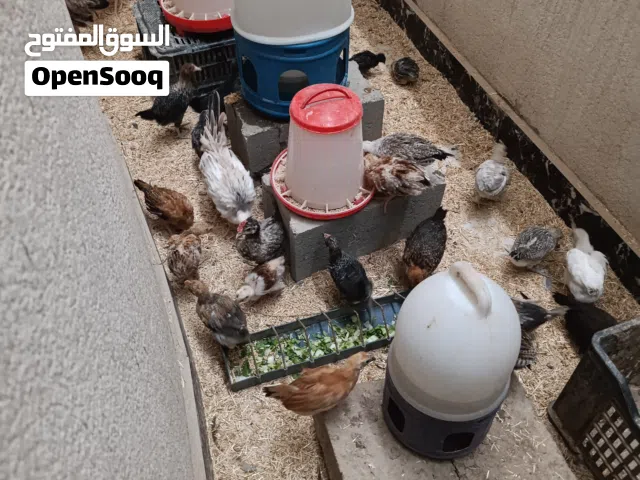 فروجات دجاج خط اول عمر شهرين ونص واكو عمر شهر باسعار مناسبة