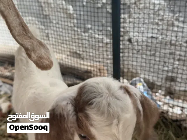 عنز ويا تيس صغير