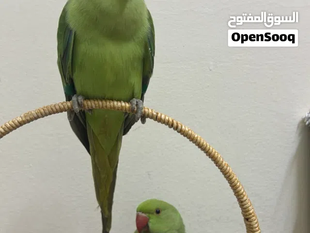 both of them are tame friendly nice