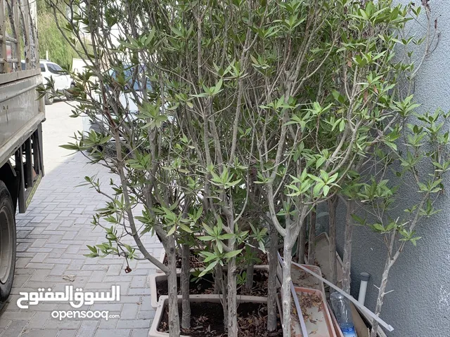 Garden plants we providedoutdoor plants with pots we provided delivery services