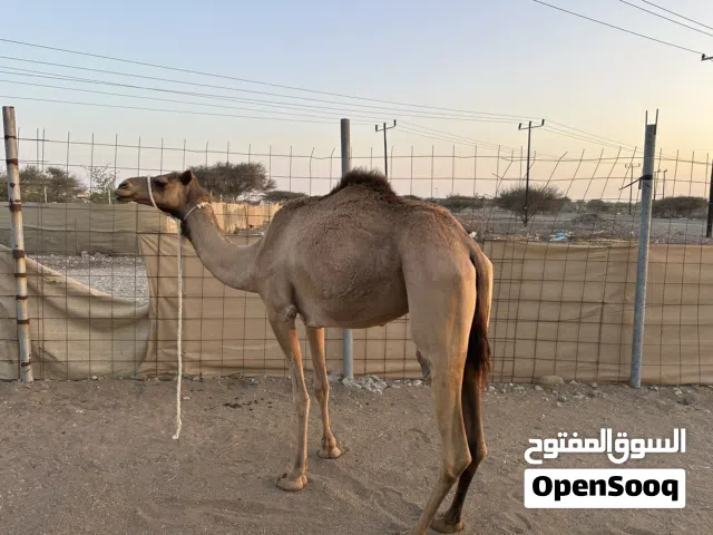 ناجه اصيل للبيع