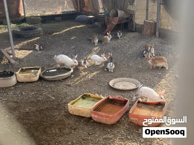 ارانب للبيع