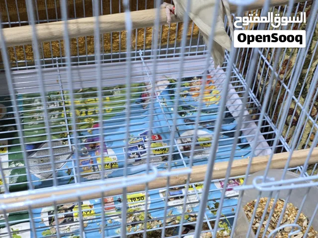 Love bird male female