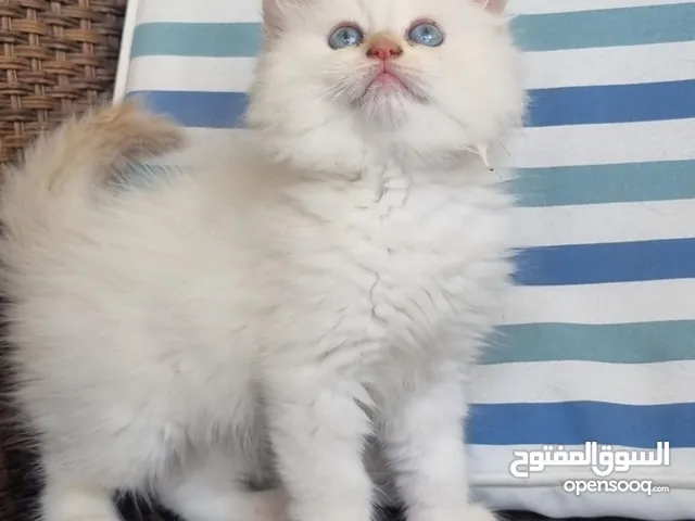 قطه هملايا عيون زرق