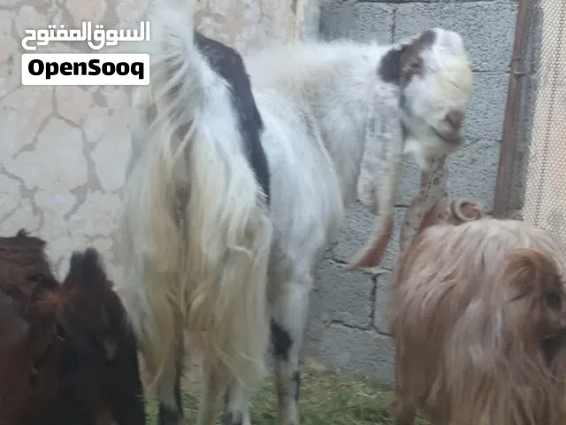 جدي حجازي تبارك ألله هايج للبيع إقرأ الوصف