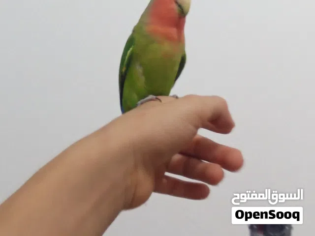 روز مروض فل لاكن داخلي فقض