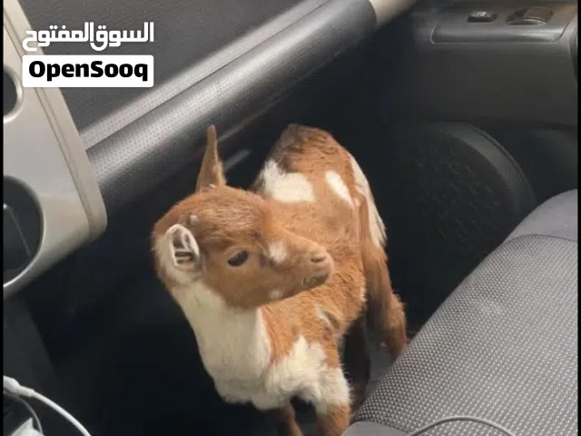 جدي القزم عمره 3 شهور للبيع المكان عين زاره