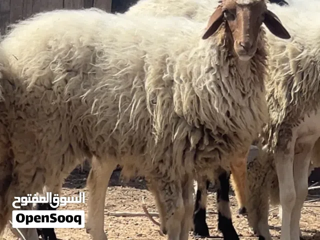 فطيمة العمر 11 الشهر