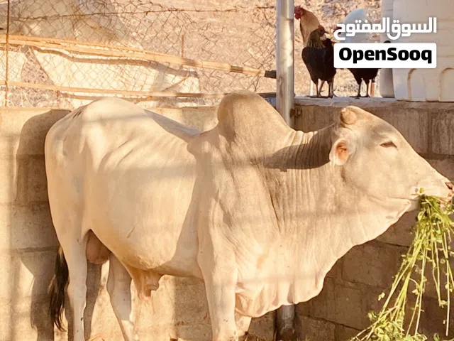 ثيران خارجيه مطعومه وبحجم كبير