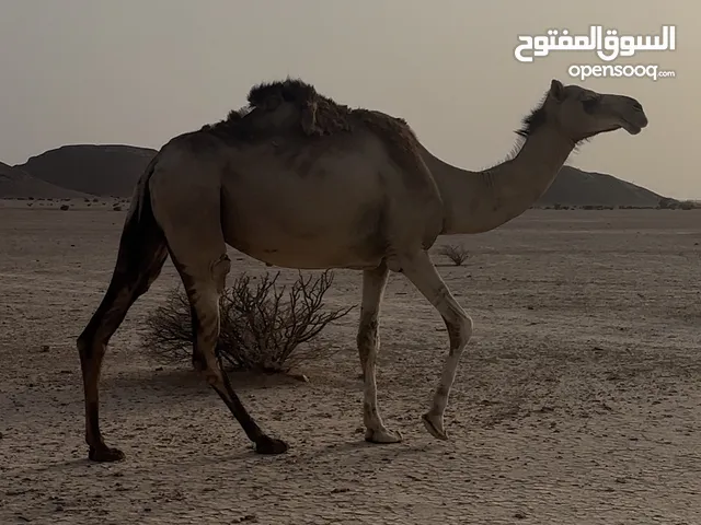 ناقه للبيع