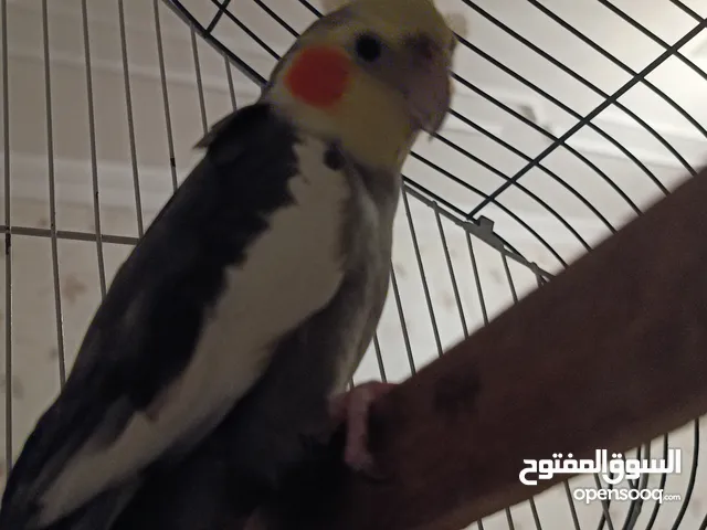ذكر كوكتيل بصحة جيدة للبيع