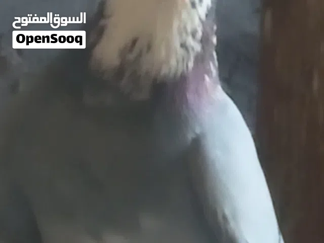 حمام للبيع في بغداد