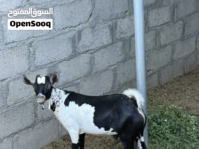 سخل صلالي فل سمنه