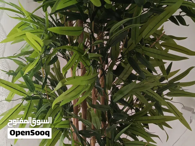 شجره البامبو العملاقه طول 180 ورق طبيعي مو بلاستيك خمس جدوع فيها كثيفه مع للقوار والأحجار مميزه