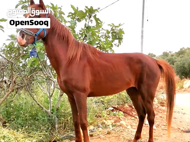 خيل نخب للبيع
