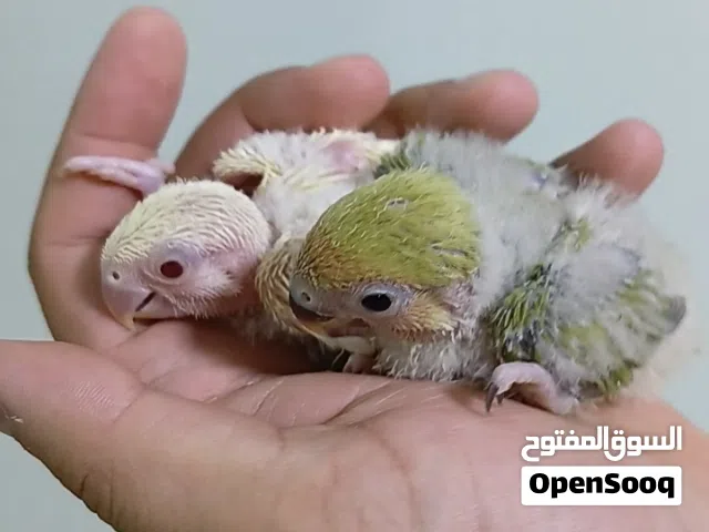 للبيع فرخين لافبيرد غر