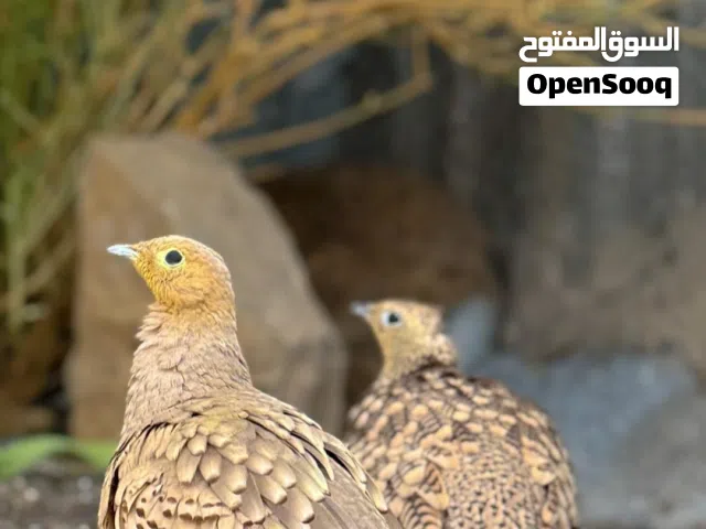 قطا ضحوي زوج للبيع وذكر صبا