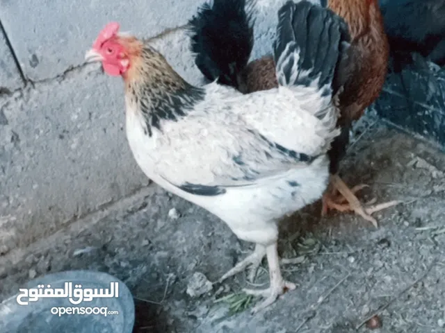 دجاجه عرب اصليه عرف سيافي. جايه ع مبياض ثاني سعر