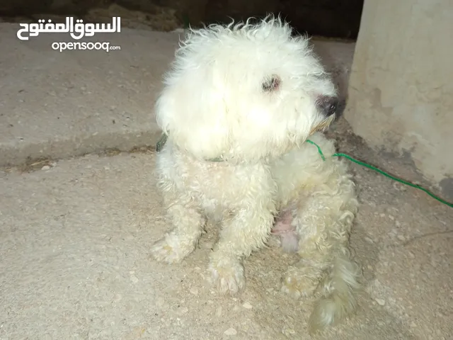 كلب حلو بس