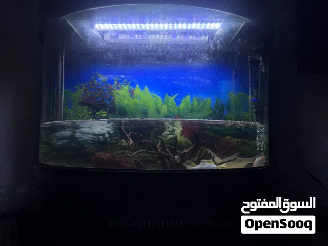 حوض سمك للبيع  Aquarium for sale