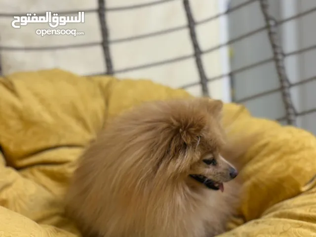 للبيع كلب بومبريان