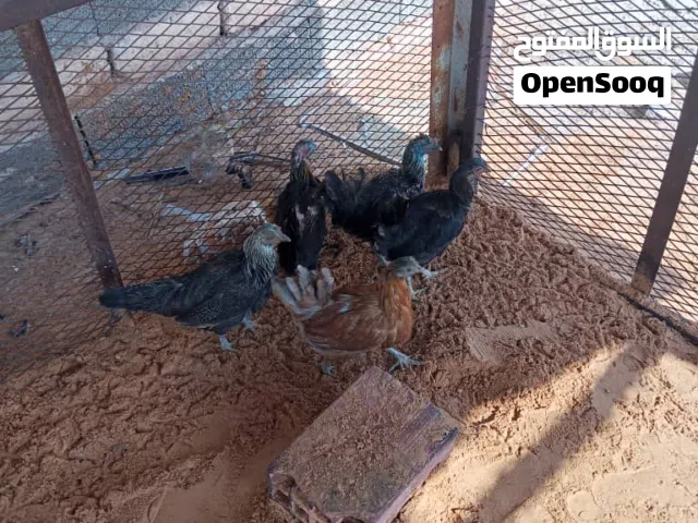دجاج عربي ربي يبارك العدد 9 دجاجة