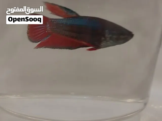 ما شاء لله اسماك فايتر للبيع   اقرأ الوصف