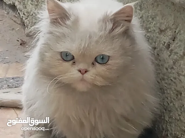 قطه اليفه تحب اللعب. لعوبه هادئه ما عده اي شراسه