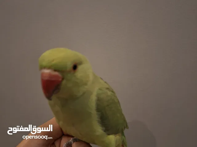 متو أليف مافي عض مناسب للأطفال