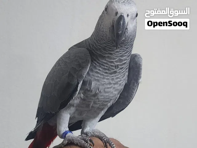 african grey kasko 1 year talking indoor free flight