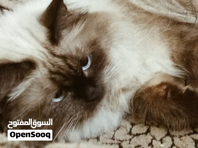 هيمالايا تشوكلت انثى