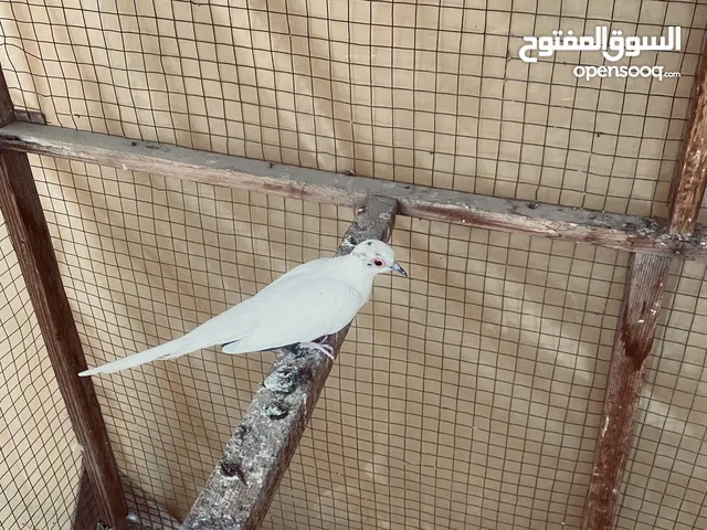 حمام ملكي للبيع