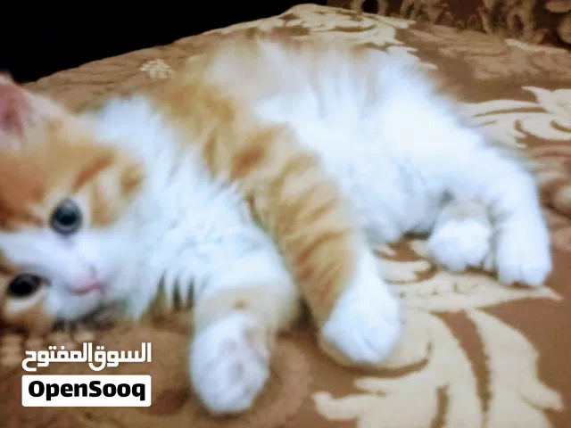 قط شيرازي للبيع