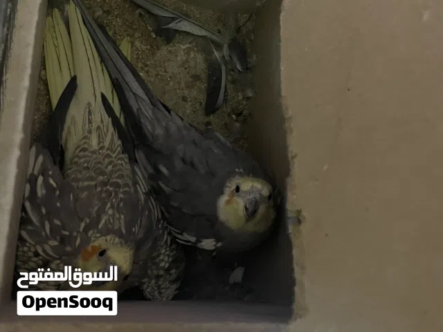 طيور كوكتيل مع قفص منتجات