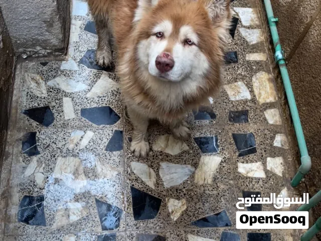 جاينت الاسكي مالموت نثيه عمر سنه ونص