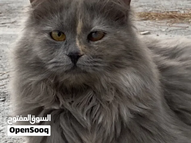 قطط للتبني