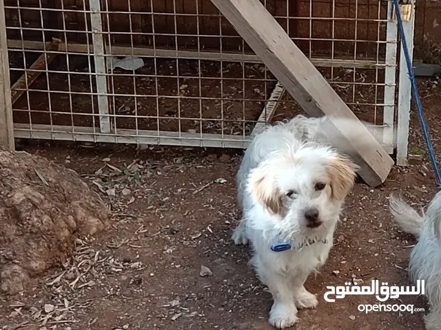 كلب لطيف جدا ونظيف نظيف