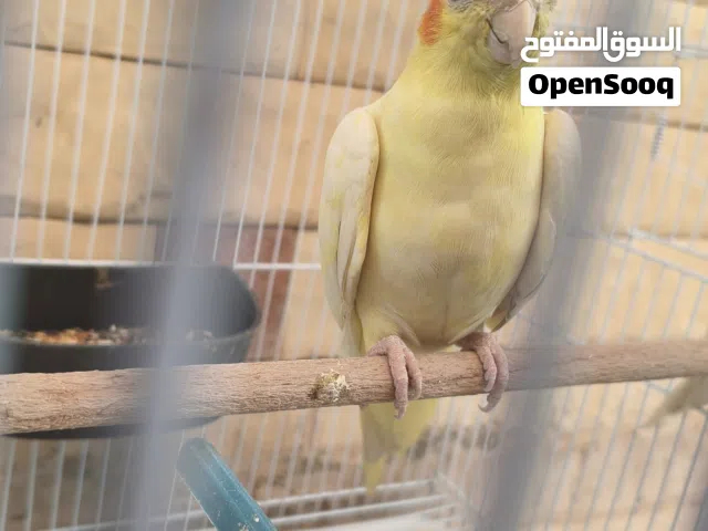 زوجين لاتينوو مولدات تبارك الرحمن صحتهن ما شاء الله تبارك الله