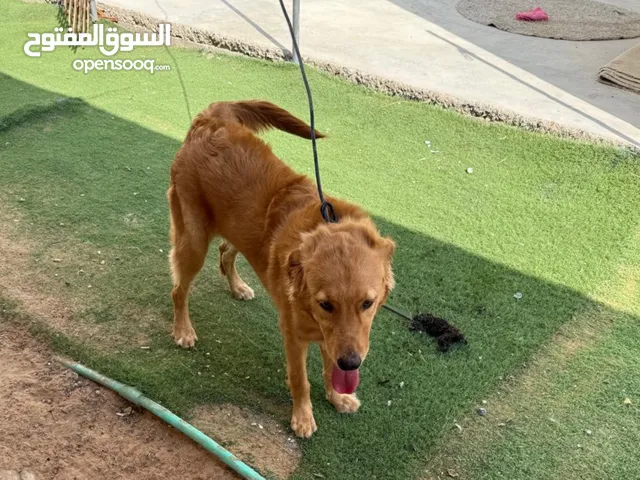 كلب جولدن ريتريفر مدرب وجميل