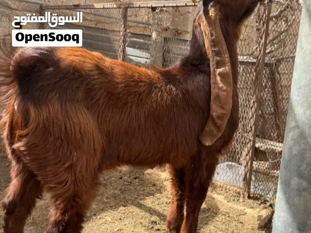 اذكرو الله بسم الله ماشاءالله جدي قبرصي مطلع فحل درجة أولى ربي يبارك...ماشاء الله..سلاله..