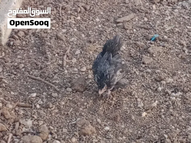 فراخ براهما و بلدي