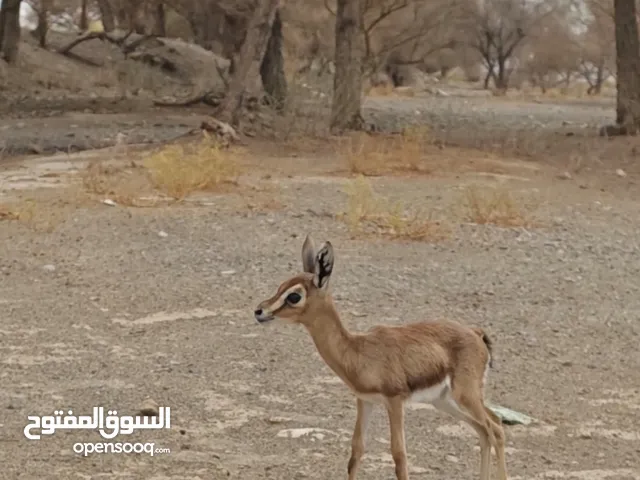 غزال الديماني أنثى العمر 6ايام اليفه الون الداكن تشرب من المرضعه متعوده ع الاماكن المفتوحه