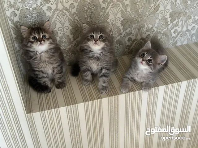 قطط ذكور و اناث مكس شيرازي Cat male and female persian