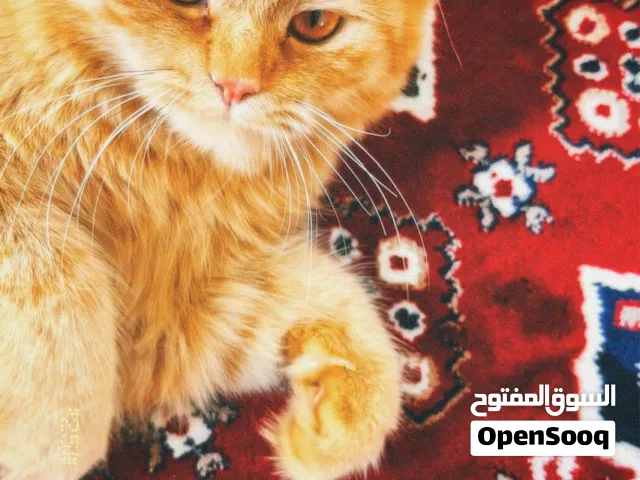 قط جميل ونضيف