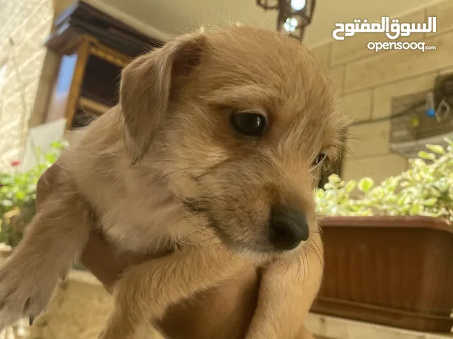  للبيع: جراء شيواوا صغيرة الحجم – شكل فاخر