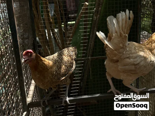 دجاج للبيع