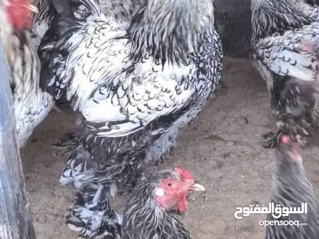 كتكوت براهمه سبرايت درجه اولى