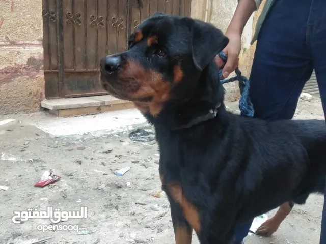 كلاب للبيع او البدل