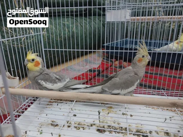 السلام عليكم كويبا كوكتيل وذكر كوكتيل للبيع بدون قفص